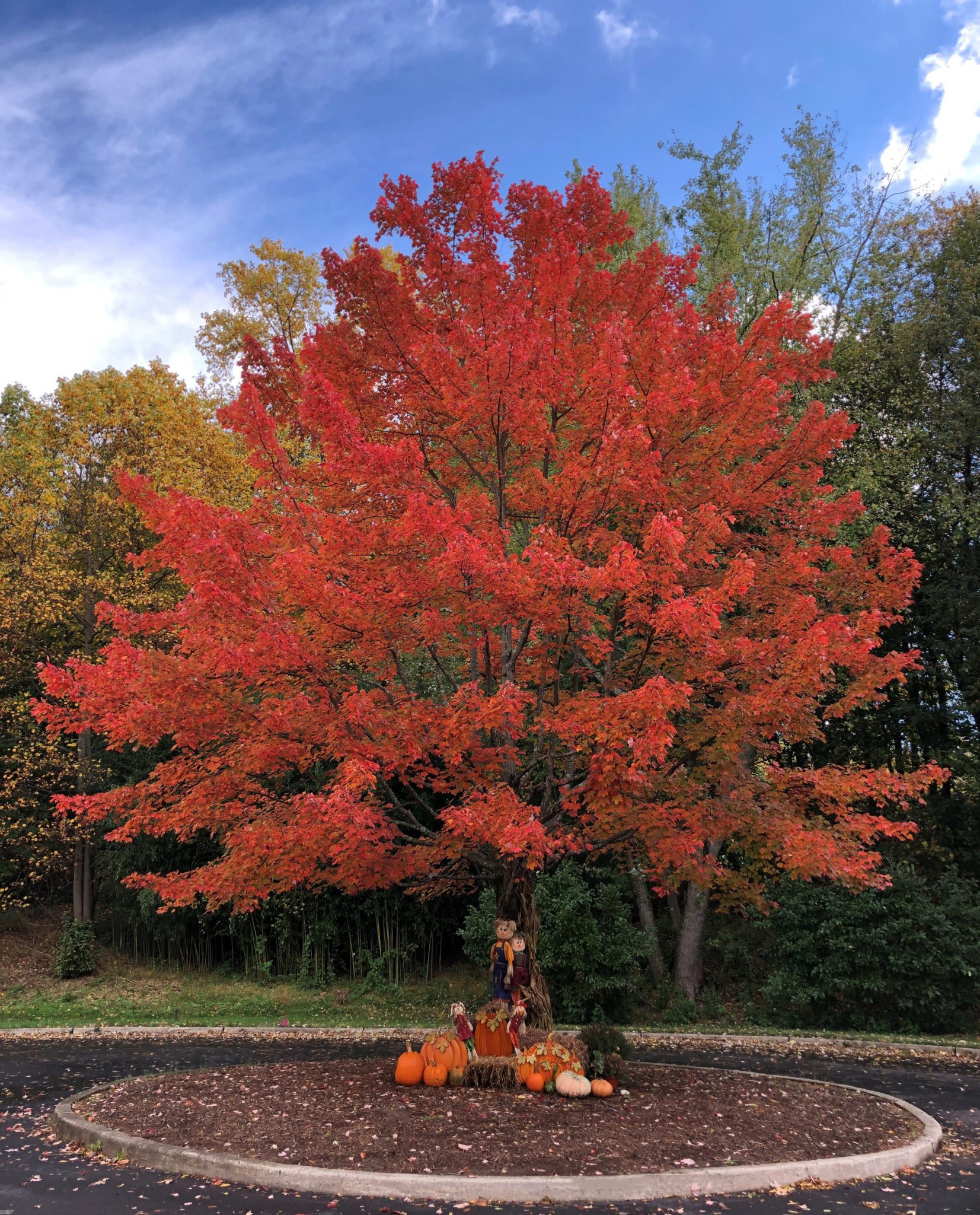 Dowling Tree in Autumn - cropped Dowling tree in autumn
