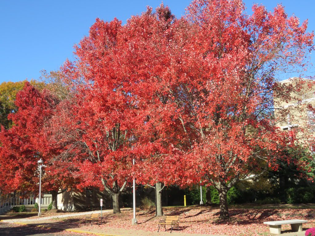 Fall foliage at Dominican Convent