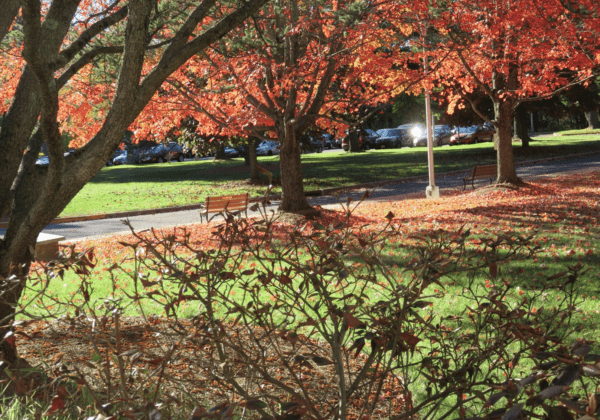 Fall foliage on Dominican Sisters of Sparkill property